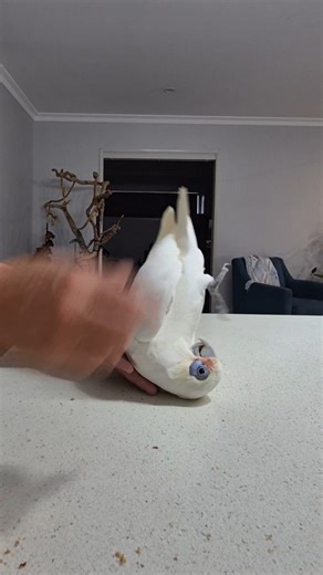 Echo learned this somersault years ago through successive approximation — rewarding tiny improvements until the brain and body synced. Motor patterns form when practice is accurate, not rushed. That’s why the behavior stays fluent long after the training ends. Perfect practice doesn’t just teach tricks — it builds trust and cognition. #parrottraining #positivereinforcement #animallearning #avianintelligence #parrotsofinstagram | Eddie's Flight Club