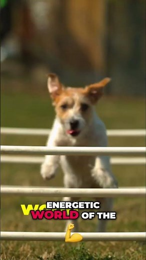 Jack Russell Terriers: History, Skills, and Energetic World!