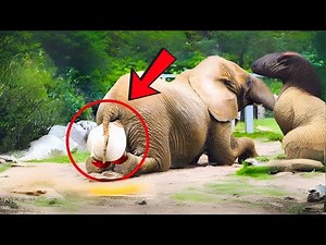 Elephant’s Rare Baby Birth Leads to an Incredible Twist!