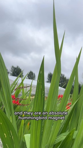 Plant Feature: Crocosmia ‘Lucifer’ A fiery favourite hardy from Zone 5 to 9 gardens, Crocosmia ‘Lucifer’ brings bold colour and graceful height to summer borders. With striking scarlet-red blooms and sword-like foliage, this perennial thrives in full sun to part sun and well-drained soil. Hummingbirds love it, deer usually don’t, and it comes back stronger each year. A showstopper with minimal fuss it can be planted from plant or by corms in the spring. | Art's Nursery Ltd.