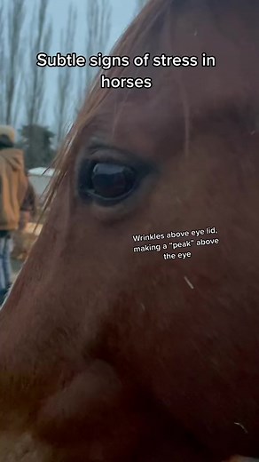 Signs of elevating stress in horses. See my Patreon for more tutorials and training help: http://Patreon.com/sdequus | Shelby Dennis - Milestone Equestrian