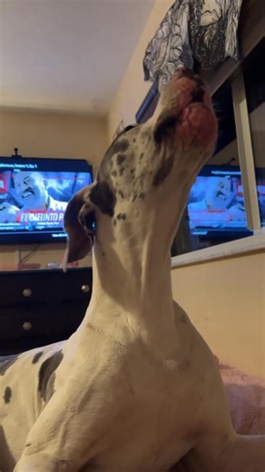 Credit Tiktok: @bri So much attitude 😭 #fyp #greatdane #greatdanesoftiktok #boydog #howling | Great Dane Family