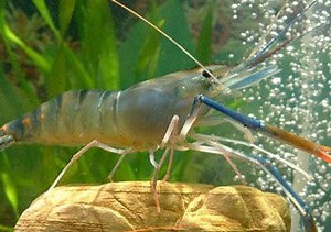 Giant Freshwater Prawn - Macrobrachium rosenbergii