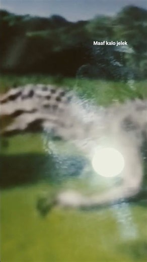 indominus rex vs t-rex