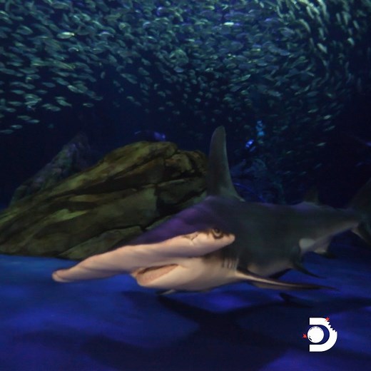 Do you know why #hammerhead sharks are shaped this way? Experts believe it may be to help them find their prey with their electro-sensory system. 🦈 #SharkWeek starts Sunday, July 24 on Discovery and discovery . | Shark Week