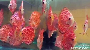 Premium quality imported panda checker board available@2500/pc-3.5-4"size Min buy-6 Transport all over India Call or whats app-07687056188 | Aquafriends India