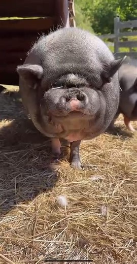 Seymour absolutely loved the Arrowroot cookies that we received this week! | Our Farmacy