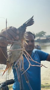 Open white gold market in Khulna Bangladesh | Food Studio