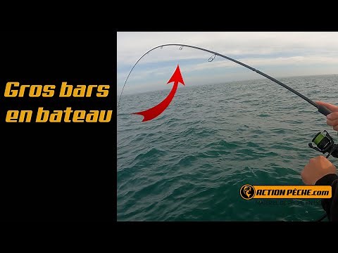 On pêche des GROS bars en Bateau ! - Action Pêche