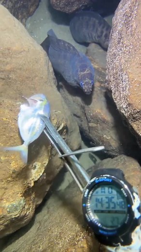 catching seafoods #diving #fishing #Amazing #blessed #funny | Fishing TV