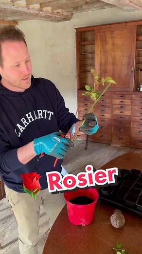 Comment multiplier un rosier ? 🧑🏻‍🌾🌹 #plant #rosier