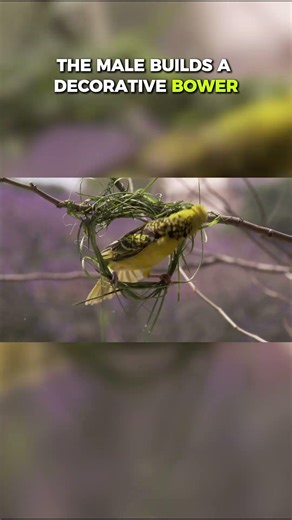 Top Ten Animals with Unique Nesting Habits: Art for Attraction