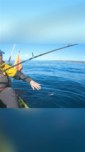 I discuss trolling strategies after releasing a rockfish #shorts