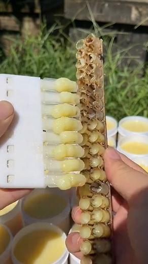 3.8M views · 68K reactions | JALEA REAL: EL SECRETO DE LA REINA DE LAS ABEJAS  Esta sustancia blanca y espesa transforma una larva común en reina. Rica en nutrientes, se recolecta a mano en un proceso delicado y se valora por sus propiedades energéticas, antioxidantes y regenerativas. Un verdadero elixir natural. #JaleaReal #Apicultura #SaludNatural #Abejas #PoderDeLaColmena | Agropecuaria TV | Facebook
