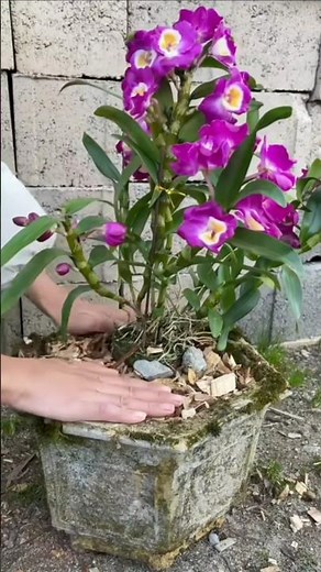 Very easy tutorial How to repotting dendrobium orchid plant the tree roots #orchid 🌸🌵🌵🪴🪴🌳🌻🌵🌵🌵
