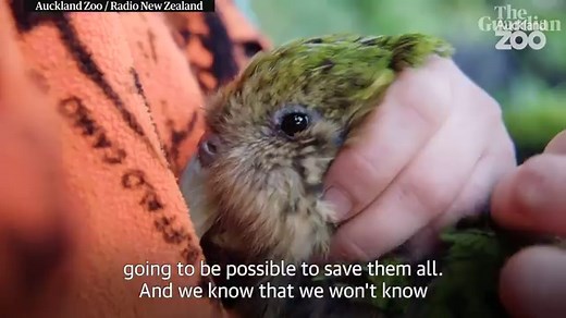 Kākāpō, the world's fattest parrot, named New Zealand's bird of the year for 2020