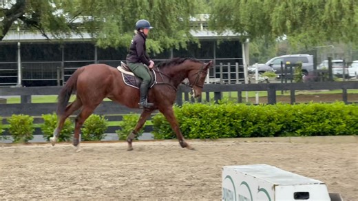 Ronald pinging his way around some fences yesterday. Love his jazz and manoeuvrability for a big guy. Starting to really cotton on and make a good shape from even the deeper distances… | EventStars Ltd