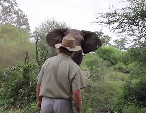Safari guide stares down charging elephant, stops it in its tracks.