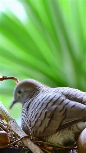 Zebra Dove (Geopelia striata)👇 The Zebra Dove is a gentle little wanderer of Southeast Asia, dressed in soft earth tones and delicate black-and-white bars that ripple across its chest like tiny waves. With its slim frame and calm presence, it moves through gardens, parks, and temple grounds as if it carries peace in its wings. Its cooing call—a warm, rippling “coo-oorroo”—is one of the most soothing voices in the bird world, often echoing in the quiet of early morning. Zebra Doves forage polite