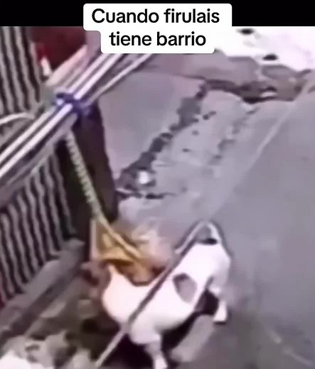 Memes Graciosos de Animales