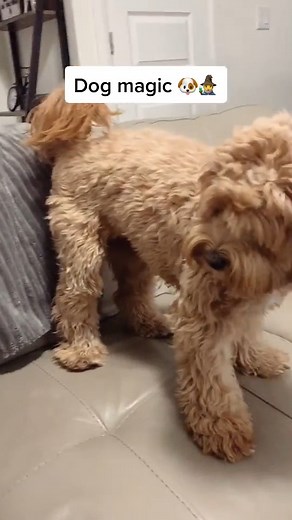 Can you guess where it is 🤔 #dogtricks #magician | Lunatheminicockapoo