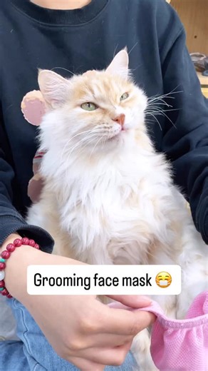 17K views · 10K reactions | Grooming mask | Allforcats | Facebook
