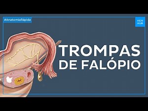Trompas de Falópio (Tubas uterinas)- Anatomia Fácil | Kenhub
