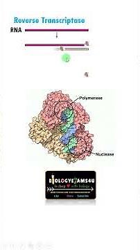 Reverse Transcriptase Enzyme and its Mechanism of Action
