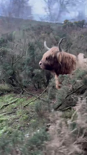 85K views · 9.3K reactions | It’s hide and seek with our cows this morning in farmer Richard’s daily update! | Hall Hill Farm | Facebook