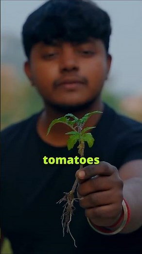 Growing tomato on water. #hydroponics