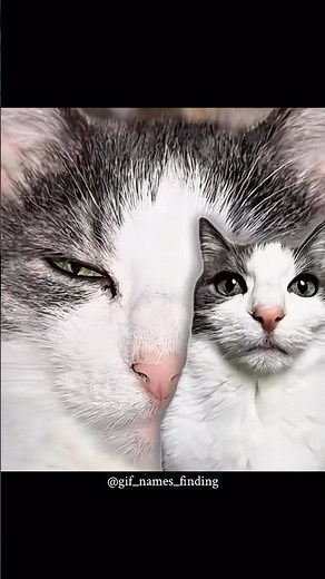 Gif names finding 261/2000 | 😼🔥 | CAT CAR EDIT | #gif #shorts #edit #meme #troll #trollmemes #cat