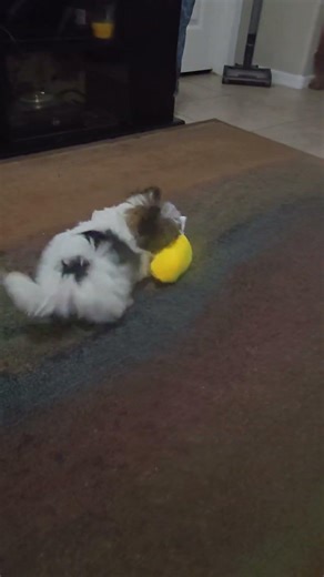 Rocket’s First Puppy Adventure