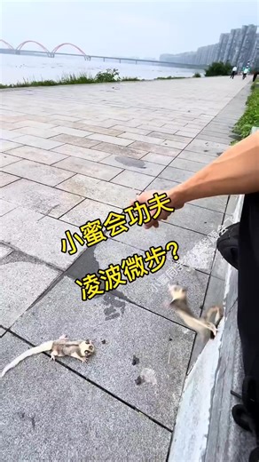 41K views · 564 reactions | Watch a Sugar Glider Take Flight in Its Epic Training Journey | Animo | Facebook