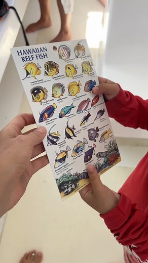 🕵️🔎 On A Mission to find as many of these fish on the Hawaiian Reef fish card as we can! What amazing discoveries will your little ones experience on a snorkel trip out with us 🐠🐟 #KaiKanani #KKamazing #maui #wailea #makena #molokini #snorkeling #boat | Kai Kanani Sailing