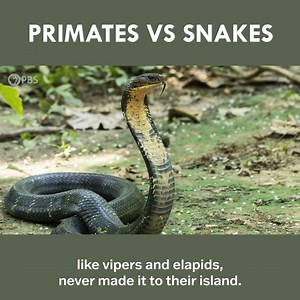 Primates vs Snakes (An Evolutionary Arms Race) | Eons • PBS