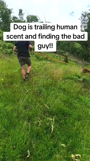 The dog is trailing human scent and finding the bad guy!! #foryou #dog #workingdog #malinois #foryoupage