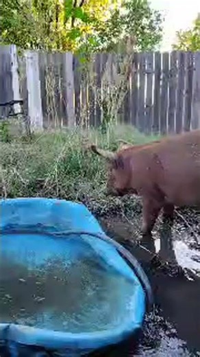 Red Bull Ms. Piggy Pig At The Backyard Garden #pet