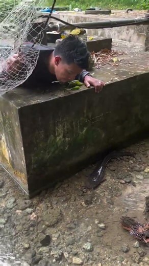Big Catfish Catch in Small Stream 😱🐟 | Village Fishing Trick#fishing #viralvideo #trending