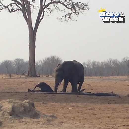 Watch one of the most thrilling baby elephant rescues ever filmed! | The Pet Collective