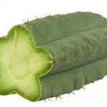 ▷TODO sobre el Cactus Cerebro-San Pedro crestado. ¿Como es, cultivo..