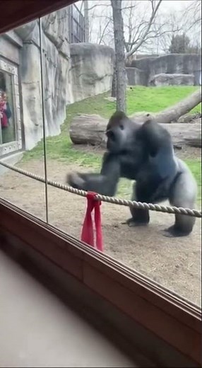 Fearless Tug-of-War Challenge | Woman vs Giant Silverback Gorilla #amazinganimals #silverbackgorilla