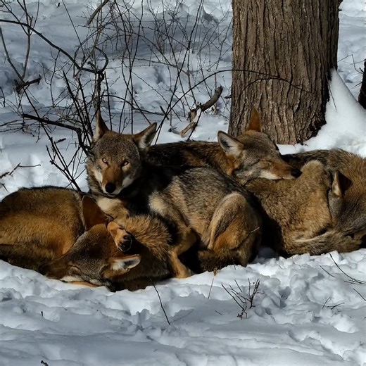 95K views · 8.3K reactions | This is what family looks like  Wolves are highly social animals that live in well-organized family units called packs (often referred to as “family groups”). Cooperative living gives wolf families a number of benefits – it facilitates successful hunting, pup-rearing, defending pack territory, and more. It also means you always have someone to snuggle with ❤️ | Wolf Conservation Center | Facebook