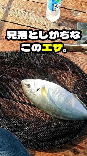 The Bait That Fishing Pond Staff Swear By for Striped Jack