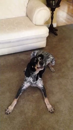 BLUETICK COONHOUND TRICKS