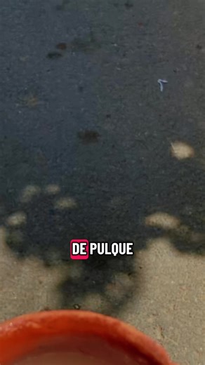 Pulque y Quesadillas: Delicias de Cuernavaca