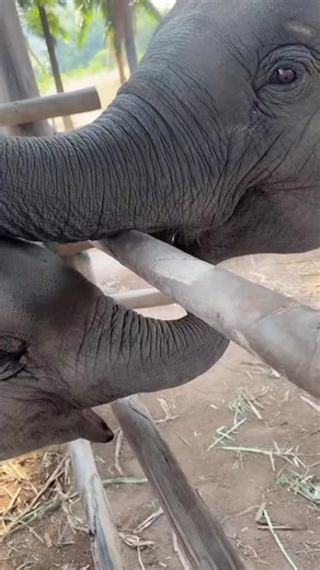 Gajah Gemoy Kecil Yang Lucu Sekali