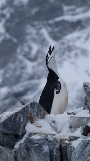 Chinstrap Penguins 🐧 Did you know? A normal dive for a chinstrap Penguin is 45m but they can reach depths of up to 70m 😮 #antarctica #penguins #chinstrappenguin #chinstrappenguins #penguinsofinstagram #penguinsofinstagram | Swoop Antarctica
