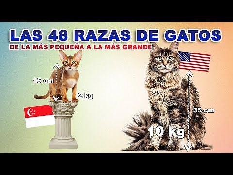 LAS 48 RAZAS DE LOS GATOS 🐱 EN TODO EL MUNDO 🌍 | Ranking del gato más pequeño al más grande