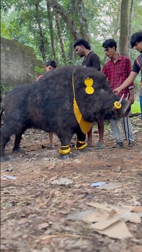 Kantara new work coming soon