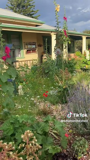 Planting Hollyhock Seeds in a Cottage Garden